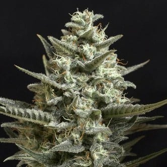 Sweet Bilbo (Genehtik Seeds) feminized