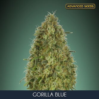 Gorilla Blue (Advanced Seeds) féminisée