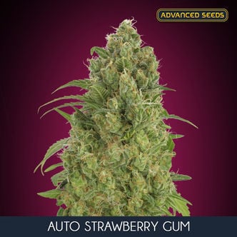 Auto Strawberry Gum (Advanced Seeds) féminisée