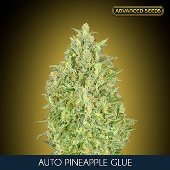 Auto Pineapple Glue (Advanced Seeds) féminisée