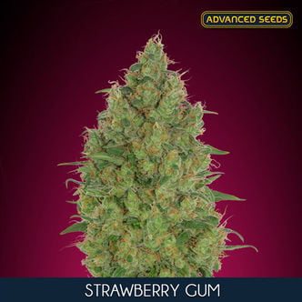 Strawberry Gum (Advanced Seeds) féminisée