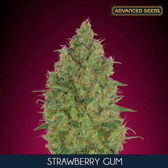 Strawberry Gum (Advanced Seeds) féminisée