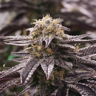 OGKZ (Humboldt Seeds) feminized