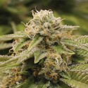 Gorilla Breath (Humboldt Seed Organization) féminisée
