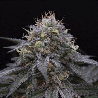 Sugar Breath (Humboldt Seeds) feminisee