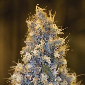 Blue Fire (Humboldt Seeds) feminized