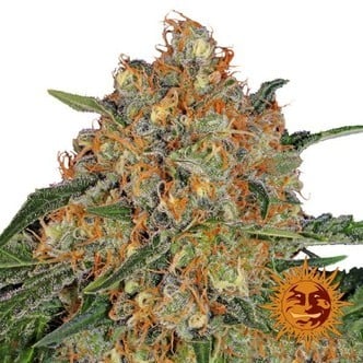 Orange Sherbert (Barney's Farm) feminisee