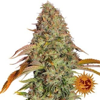 Zkittlez OG Auto (Barney's Farm) féminisée