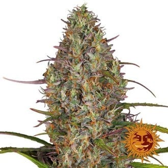 Glue Gelato Auto (Barney's Farm) féminisée