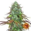 LSD Auto (Barney's Farm) féminisée