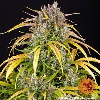 LSD Auto (Barney's Farm) féminisée