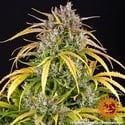 LSD Auto (Barney's Farm) féminisée