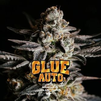 GG#4 Auto (BSF Seeds) féminisée