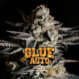 GG#4 Auto (BSF Seeds) féminisée
