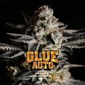 GG#4 Auto (BSF Seeds) féminisée