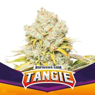 Tangie (BSF Seeds) féminisée