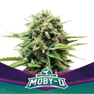 Moby-D (BSF Seeds) féminisée