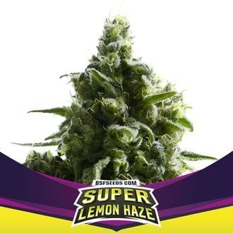 Super Lemon Haze (BSF Seeds) féminisée