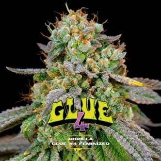 GG#4 (BSF Seeds) Féminisée