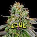 GG#4 (BSF Seeds) Féminisée