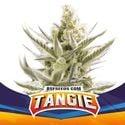 Tangie XXL Auto (BSF Seeds) féminisée