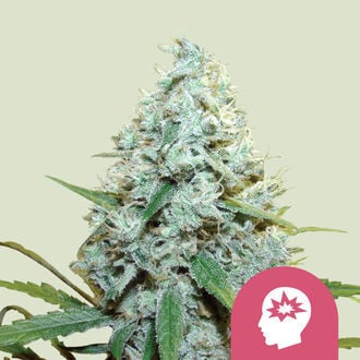 AMG - Amnesia Mac Ganja (Royal Queen Seeds) féminisée