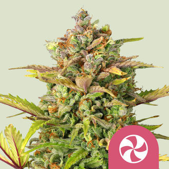 Sweet ZZ (Royal Queen Seeds) féminisée