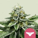 Sherbet Queen (Royal Queen Seeds) féminisée