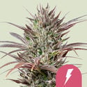 North Thunderfuck (Royal Queen Seeds) féminisée