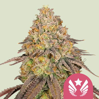 Legendary OG Punch (Royal Queen Seeds) féminisée