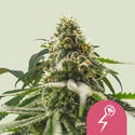 Green Crack Punch (Royal Queen Seeds) féminisée