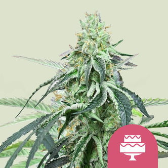 Wedding Gelato (Royal Queen Seeds) féminisée