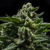 DO-G (Ripper Seeds) féminisée