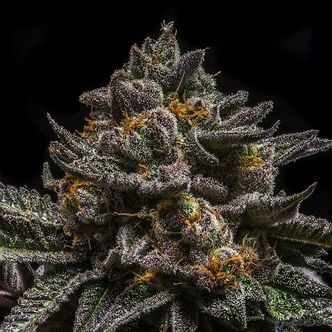 Brain Cake (Ripper Seeds) féminisée