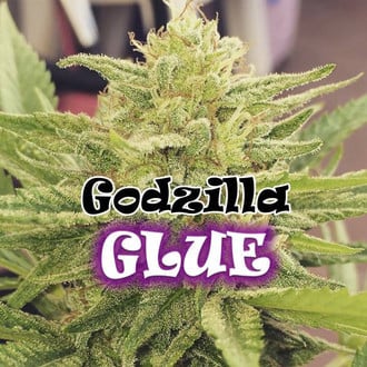 Godzilla Glue (Dr. Underground) féminisée