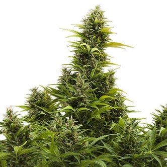 Buddha Medikit Auto (Buddha Seeds) feminized