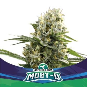 Moby-D XXL Auto (BSF Seeds) feminisée