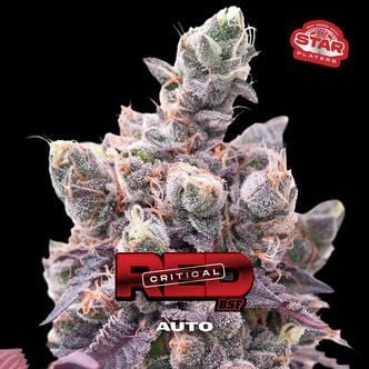 Red Critical Auto (BSF Seeds) féminisée