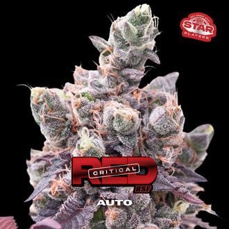 Red Critical Auto (BSF Seeds) féminisée
