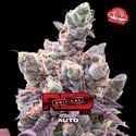 Red Critical Auto (BSF Seeds) féminisée