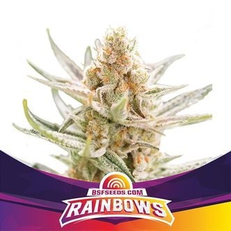 Rainbows (BSF Seeds) féminisée