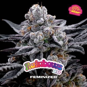 Rainbows (BSF Seeds) féminisée