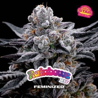 Rainbows (BSF Seeds) féminisée