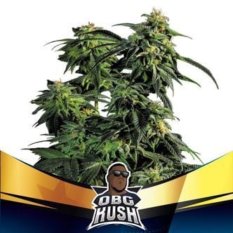 OBG Kush (BSF Seeds) féminisée