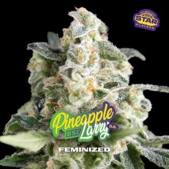 Pineapple Larry OG (BSF Seeds) féminisée
