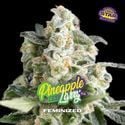 Pineapple Larry OG (BSF Seeds) féminisée