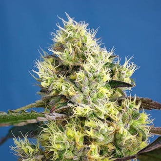 Sweet Gelato Auto (Sweet Seeds) féminisée