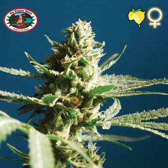 Sch'Lemon Cake (Big Buddha Seeds) feminized