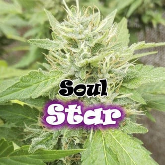Soul Star (Dr. Underground) Féminisée