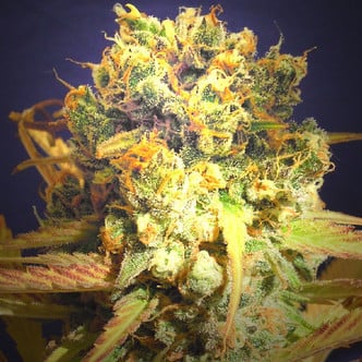 Dr. Bruce Banner (Original Sensible Seeds) feminized